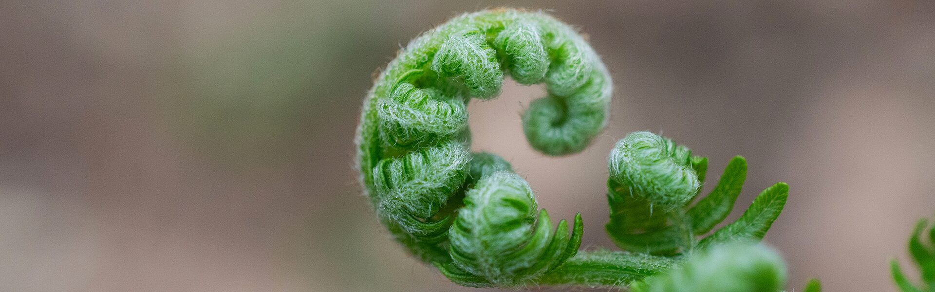 Nyt værktøj til den grønne it-omstilling