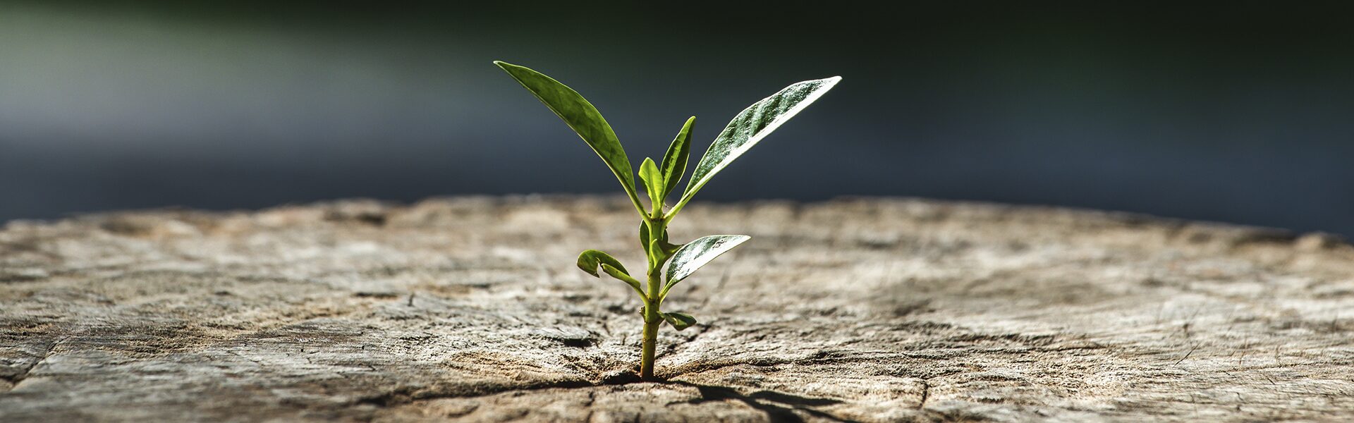 Omsætningen stiger, men antallet af ansatte falder