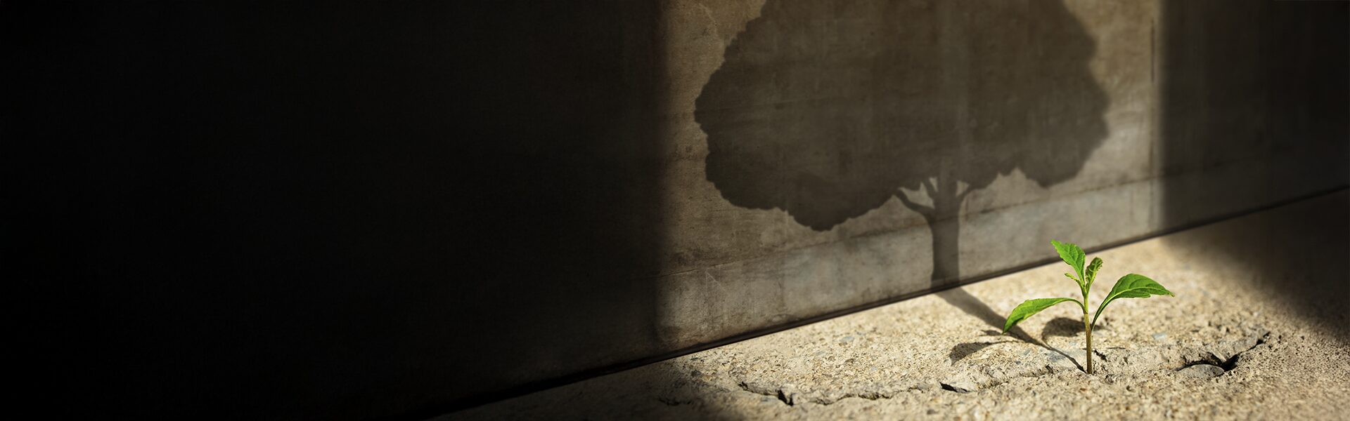 Dekorativt billede af lille plante med skygge af et stort træ